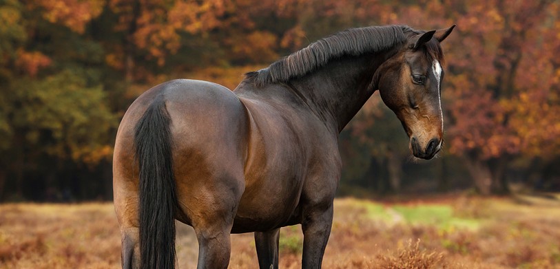 Paard-herfst